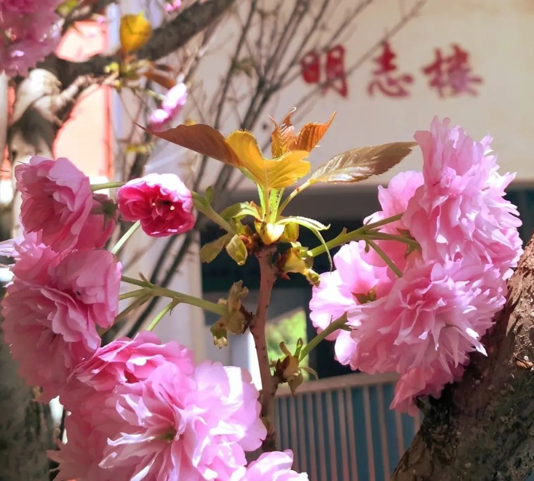 音乐文学等艺术形式